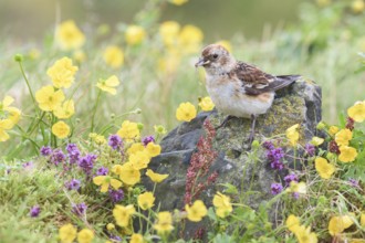 Snow Bunting (Plectrophenax nivalis insulae) female perched on a stone in flowering meadow with