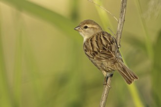 Dead Sea Sparrow (Passer moabiticus) female, Sanliurfa, Turkey