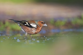 Chaffinch - Buchfink - Fringilla coelebs ssp. coelebs, Germany, adult male