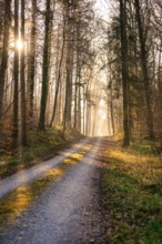 A romantic forest path shines in the light of the rising sun, Calw, Black Forest, Germany