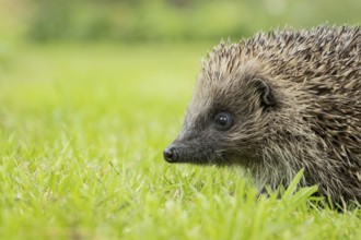 European hedgehog (Erinaceus europaeus) adult animal on a garden grass lawn in summer, England,