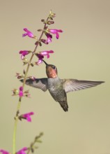 Anna's Hummingbird (Calypte anna) male flying while feeding at flower nectar, California, USA