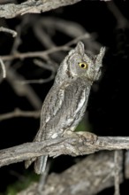 Western Screech-Owl Megascops kennikottii Tucson, Pima County, Arizona, United States 19 April