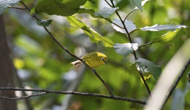 Green spectacled bird or Stuhlmann's spectacled bird (Zosterops stuhlmanni), bird sitting on a