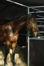 Elegant brown horse stands majestically in a stable, showcasing its beauty and the sophistication