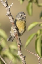 Grey-hooded Sierra Finch (Phrygilus gayi) juvenile, Santiago Metropolitan, Chile