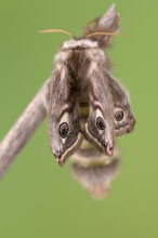 Small emperor moth (Saturnia pavonia), female, unfolding wings after hatching, Germany