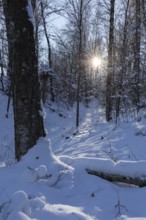 Sun shining in the winter forest, Erzgebirge, Saxony, Germany