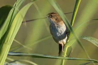 African Bush Warbler, Bradyperus baboecala, Little Rush Warbler, Little Rush Warbler, MÈgalure