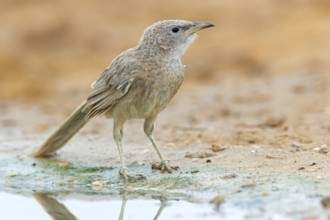 Graudrossling, Arabian Babbler, Turdoides squamiceps, Cratérope écaillé, Tordalino Arábigo