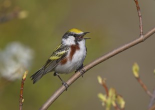 Chestnut-sided Warbler (Setophaga pensylvanica) male singing, Michigan, USA