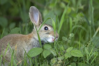 Rabbit (Oryctolagus cuniculus) adult animal feeding in grassland in summer, Suffolk, England,