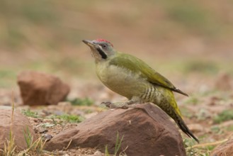 Levaillant's Woodpecker (Picus vaillantii) male, Morocco