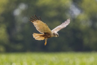 Western Marsh Harrier (Circus aeruginosus) male flying, Baden-Wuerttemberg, Germany