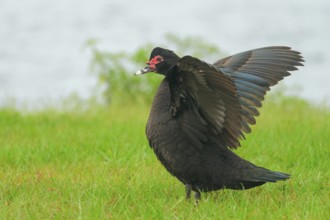 Muscovy Duck (Cairina moschata) flapping wings, Florida, USA