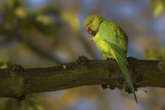 Rose-ringed Parakeet (Psittacula krameri) female, United Kingdom