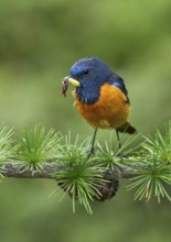 Blue-fronted Redstart (Phoenicurus frontalis) male carrying insects in beak, Bhutan