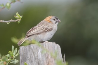 Schuppenkopfweber (Sporopipes frontalis) perched on a stump, Masai Mara, Kenya