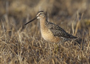 Long-billed Dowitcher (Limnodromus scolopaceus), Alaska, USA