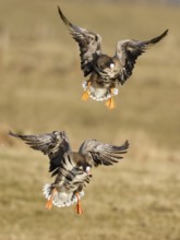 Greater White-fronted Goose (Anser albifrons) landing, North Rhine-Westphalia, Germany