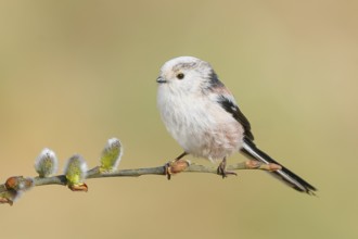 Long-tailed Tit (Aegithalos caudatus) sitting on a branch of willow catkins, Wildlife, Animals,