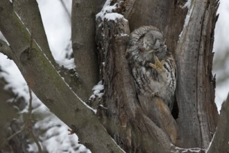 Tawny Owl (Strix aluco), Saxony, Germany