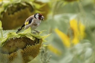European goldfinch (Carduelis carduelis) adult bird feeding on a sunflower seed in a field of