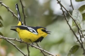 Black-breasted Boatbill (Machaerirhynchus nigripectus) perched on a branch in Papua New Guinea