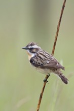 Whinchat (Saxicola rubetra), Saxony-Anhalt, Germany