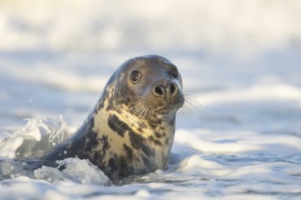 Grey seal (Halichoerus grypus) adult animal in the breaking waves of the sea, England, United