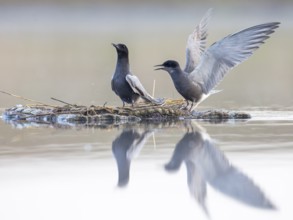 Black Tern (Chlidonias niger) pair, Mecklenburg-Western Pomerania, Germany
