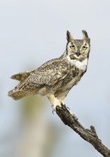 Great Horned Owl (Bubo virginianus), Texas, USA