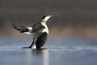 Common Eider (Somateria mollissima) male, Rapperswil, Switzerland