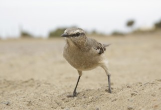 Patagonian Mockingbird (Mimus patagonicus), Chubut, Argentina