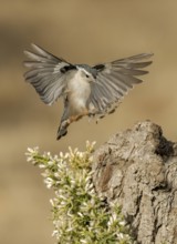 White-breasted Nuthatch (Sitta carolinensis) approaching a tree stump, California, USA