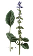 Salvia horminum, coloured crested sage, also known as crested sage and green sage, digital