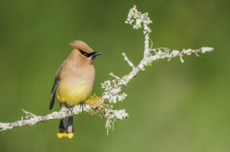 Cedar Waxwing (Bombycilla cedrorum) perched on a branch, Texas, USA