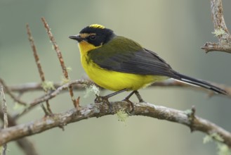 Yellow-crowned Whitestart (Myioborus flavivertex) perched on a branch in the mountains of Colombia,