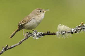 House Wren (Troglodytes aedon), British Columbia, Canada