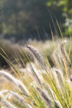 Lamplighter grass (Pennisetum alopecuroides 'Hameln'), Cambridge Botanical Garden, Germany