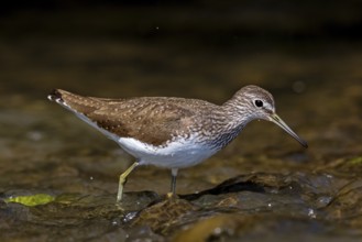Wood Sandpiper, (Tringa ochropus), animals, birds, biotope, habitat, foraging, snipe family,