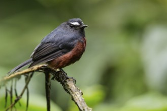 Rufous-breasted Chat-Tyrant (Ochthoeca rufipectoralis) perched on a branch in Ecuador