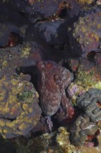 Big blue octopus (Octopus cyaneus Octopus cyanea)