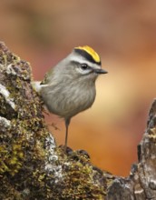 A male Golden-crowned Kinglet, Regulus satrapa, perched on a branch in Saskatoon, Saskatchewan,