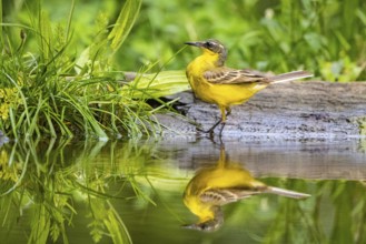 Sheeptail looking for food on water, reflection, yellow wagtail (Motacilla flava) juv. Hungary,