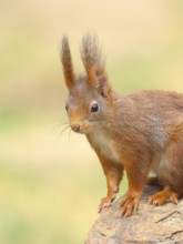 Squirrel (Sciurus vulgaris), dark morph, adult animal, head portrait, wildlife, animals, mammal,