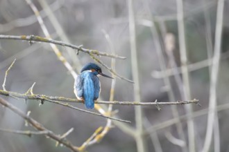 A vibrant kingfisher sits quietly on a twig amidst a dull, blurred backdrop, showcasing its bright