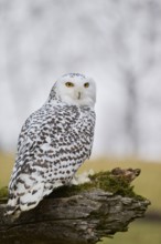 Snowy owl on branch (Bubo scandiacus) captive, Czech Republic