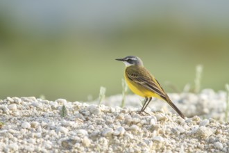 Spanish Wagtail (Motacilla flavia iberiae), on field floor, Galicia, Spain