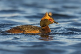 Horned Grebe (Podiceps auritus), Iceland